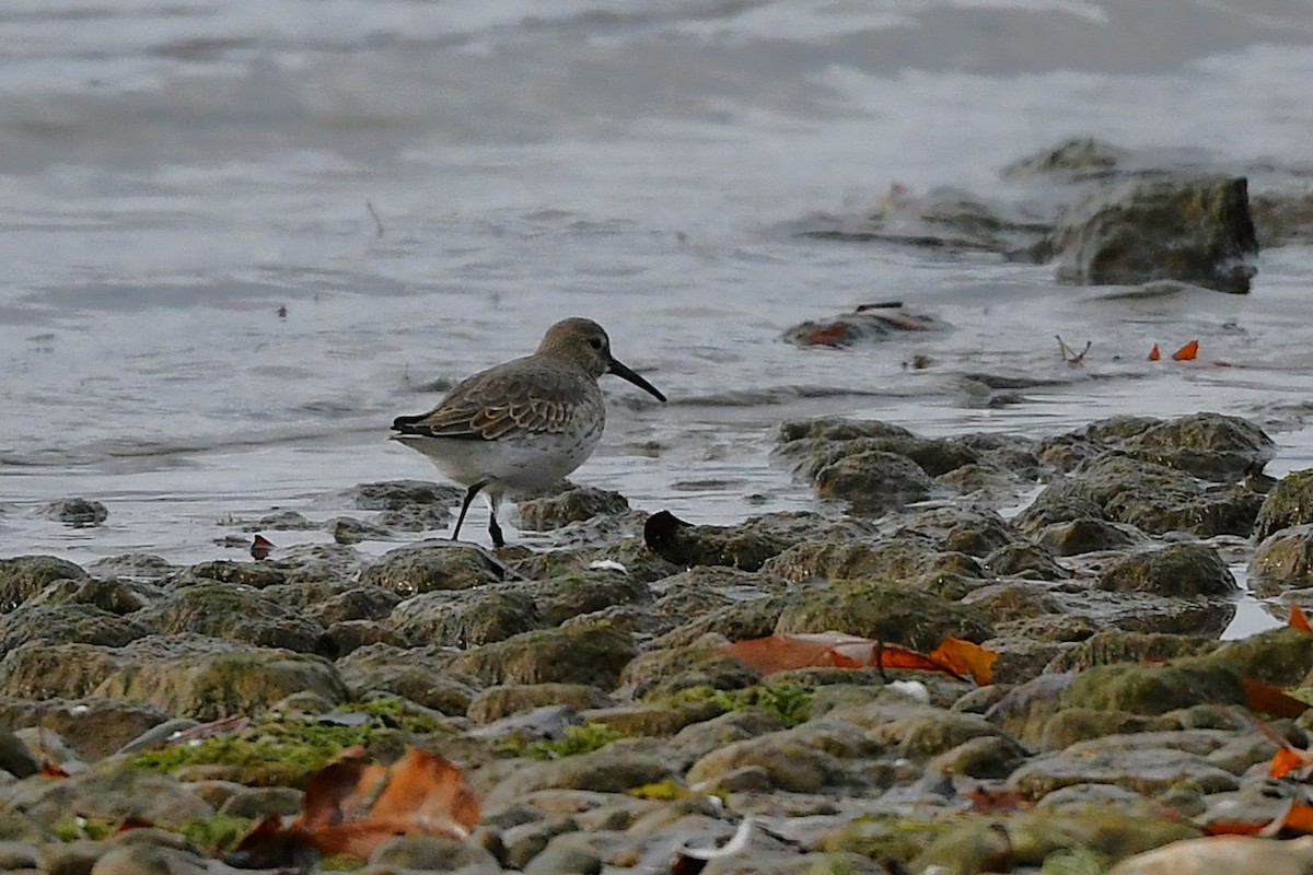 jespák obecný - ML646203449