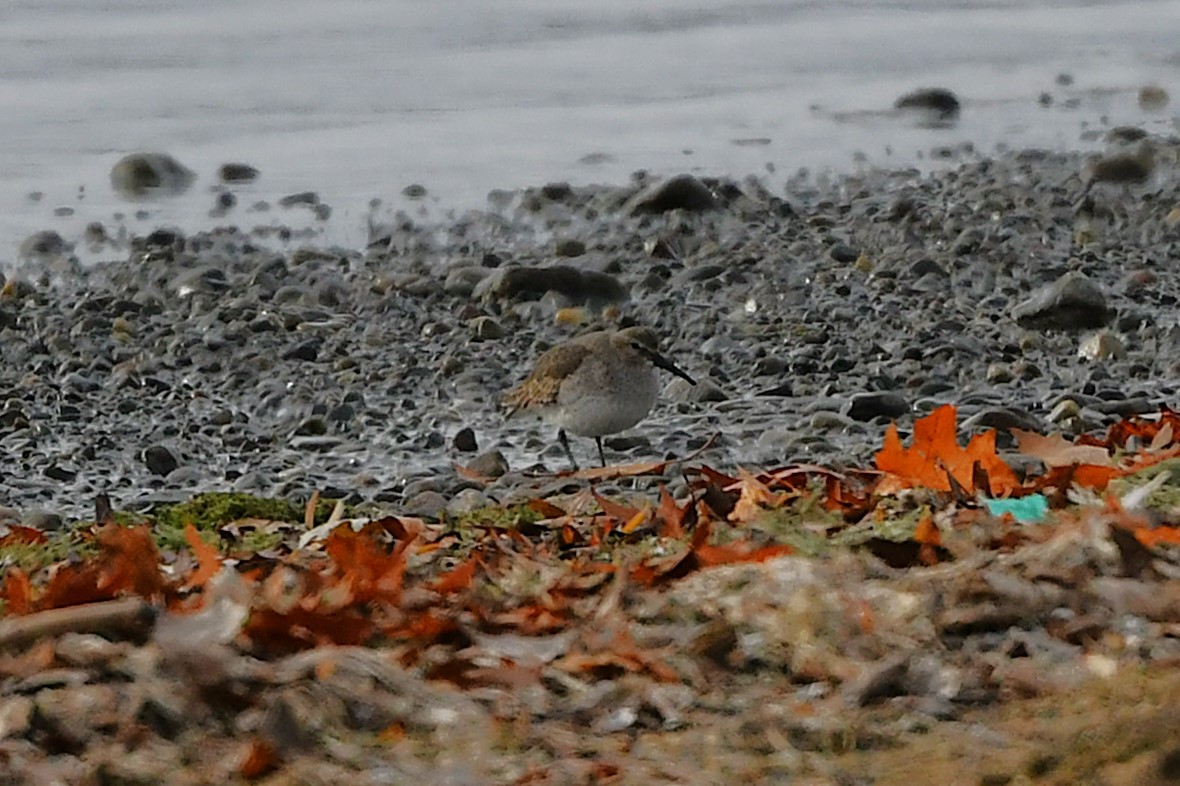 jespák obecný - ML646203450