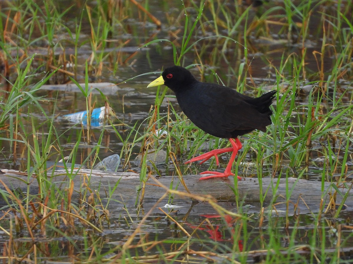 Black Crake - ML646203463