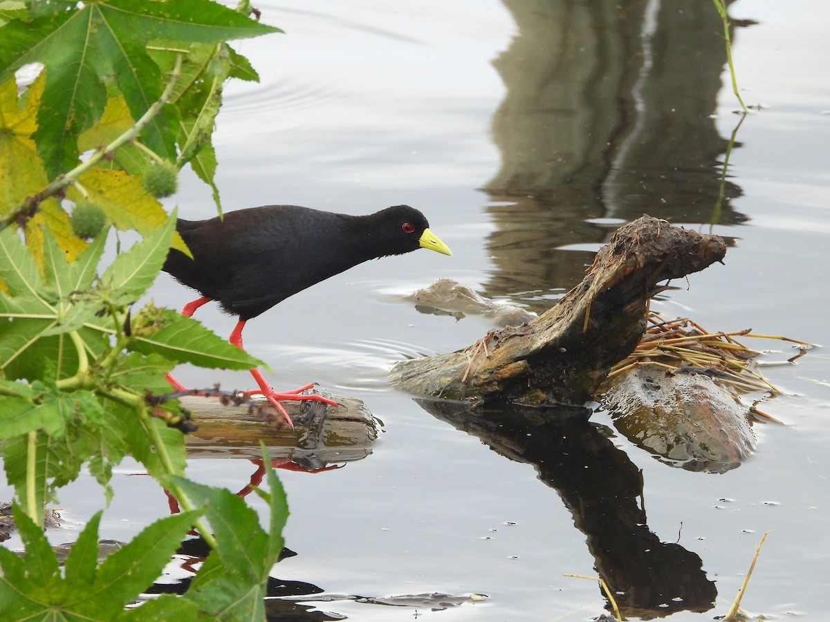 アフリカクロクイナ - ML646203464