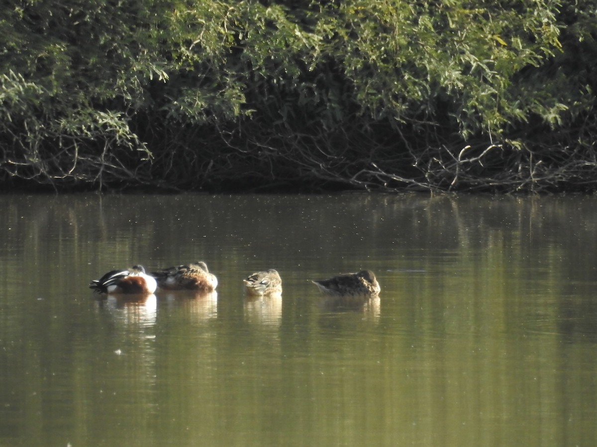Northern Shoveler - ML646203468