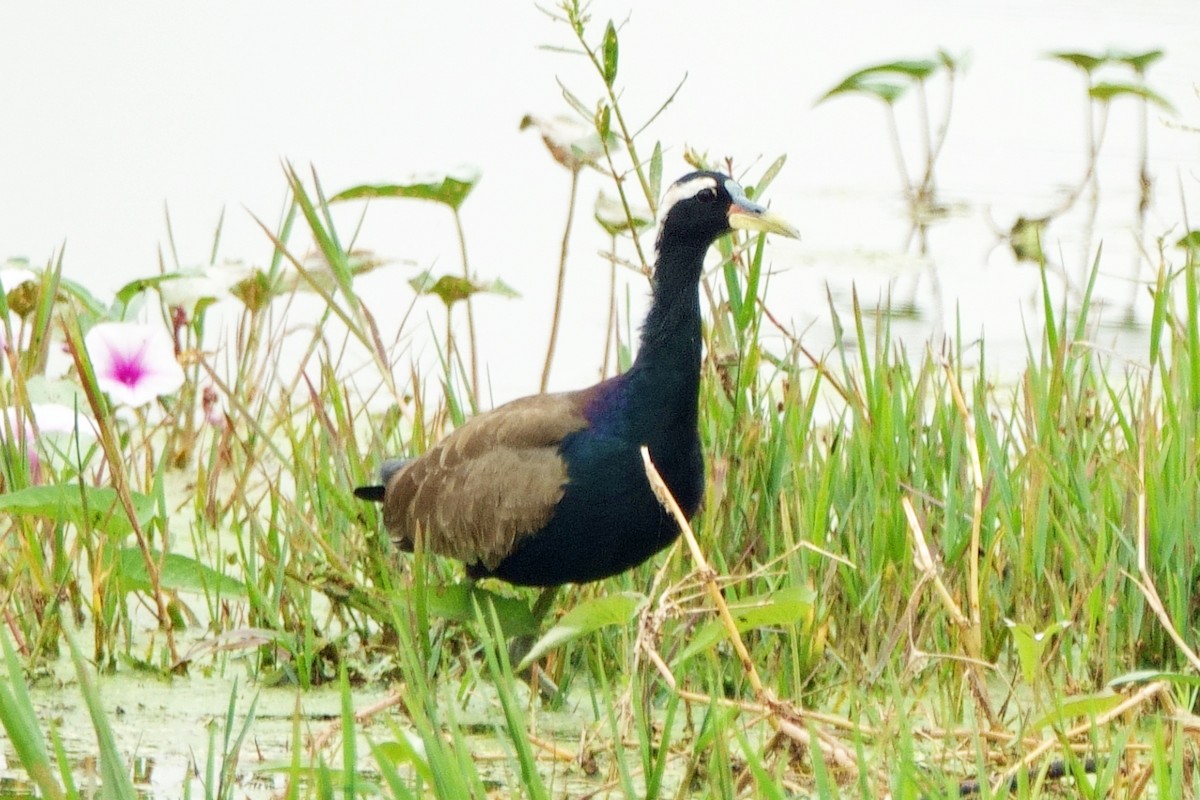 ostnák hnědoocasý - ML646203475