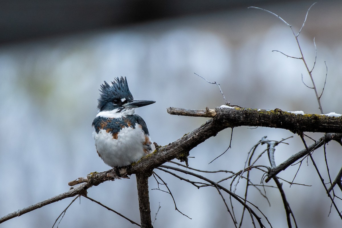 Belted Kingfisher - ML646203479