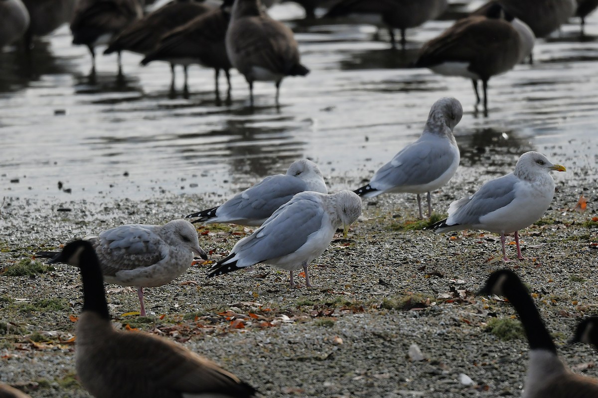 racek americký - ML646203480