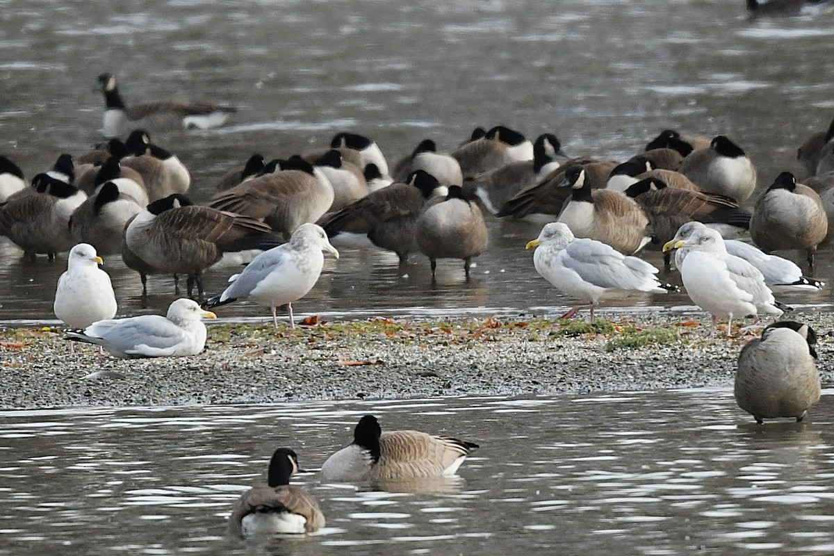 racek americký - ML646203481