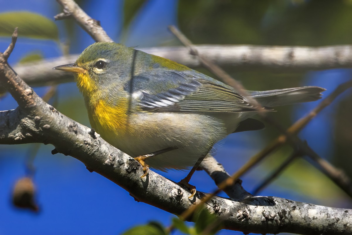 Очковая древесница - ML646203483