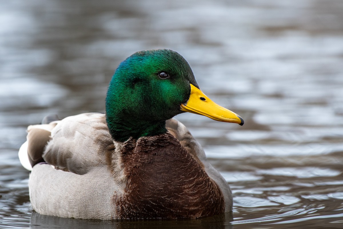 Mallard - ML646203485