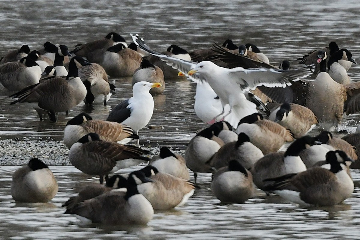 Büyük Kara Sırtlı Martı - ML646203487