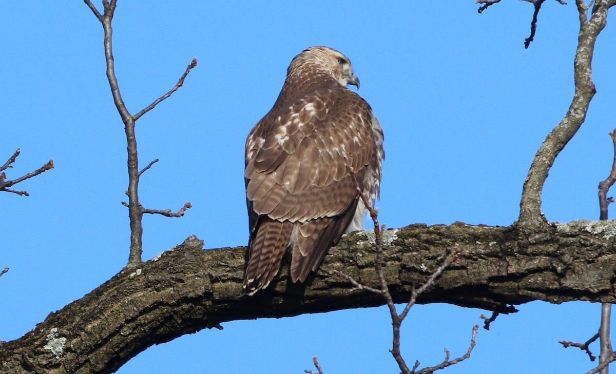 Red-tailed Hawk (borealis) - ML646203492