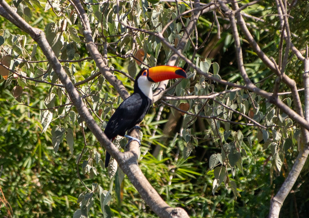 オニオオハシ - ML646203495