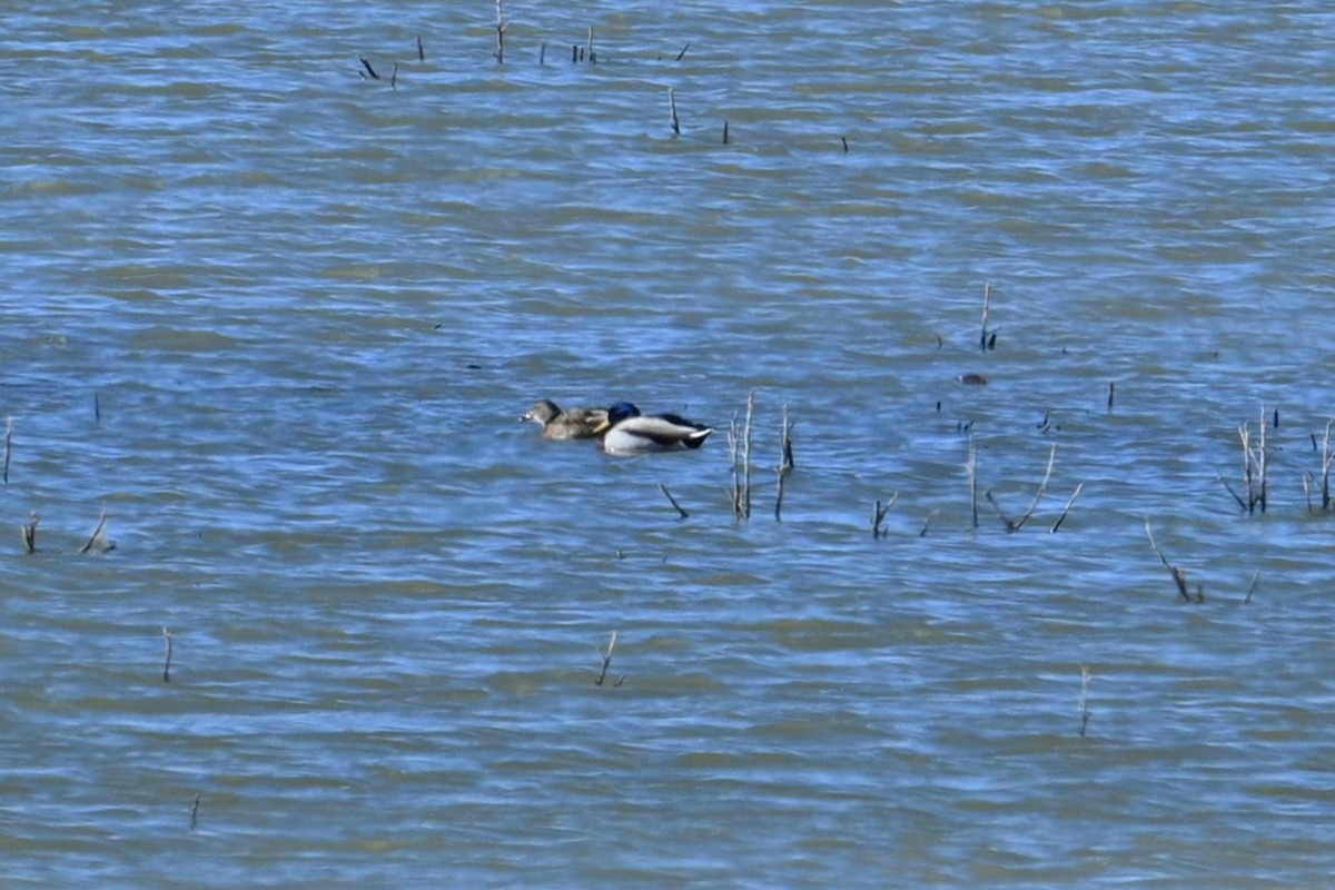 kachna divoká - ML646203497