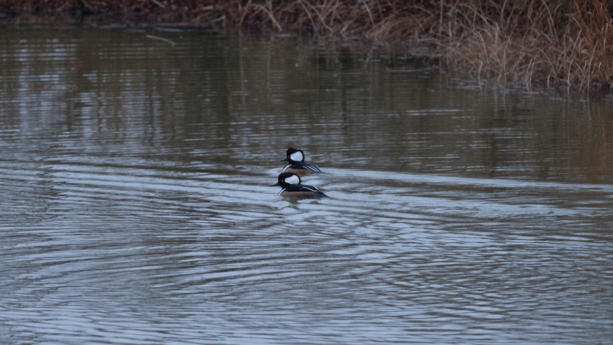 Hooded Merganser - ML646203498
