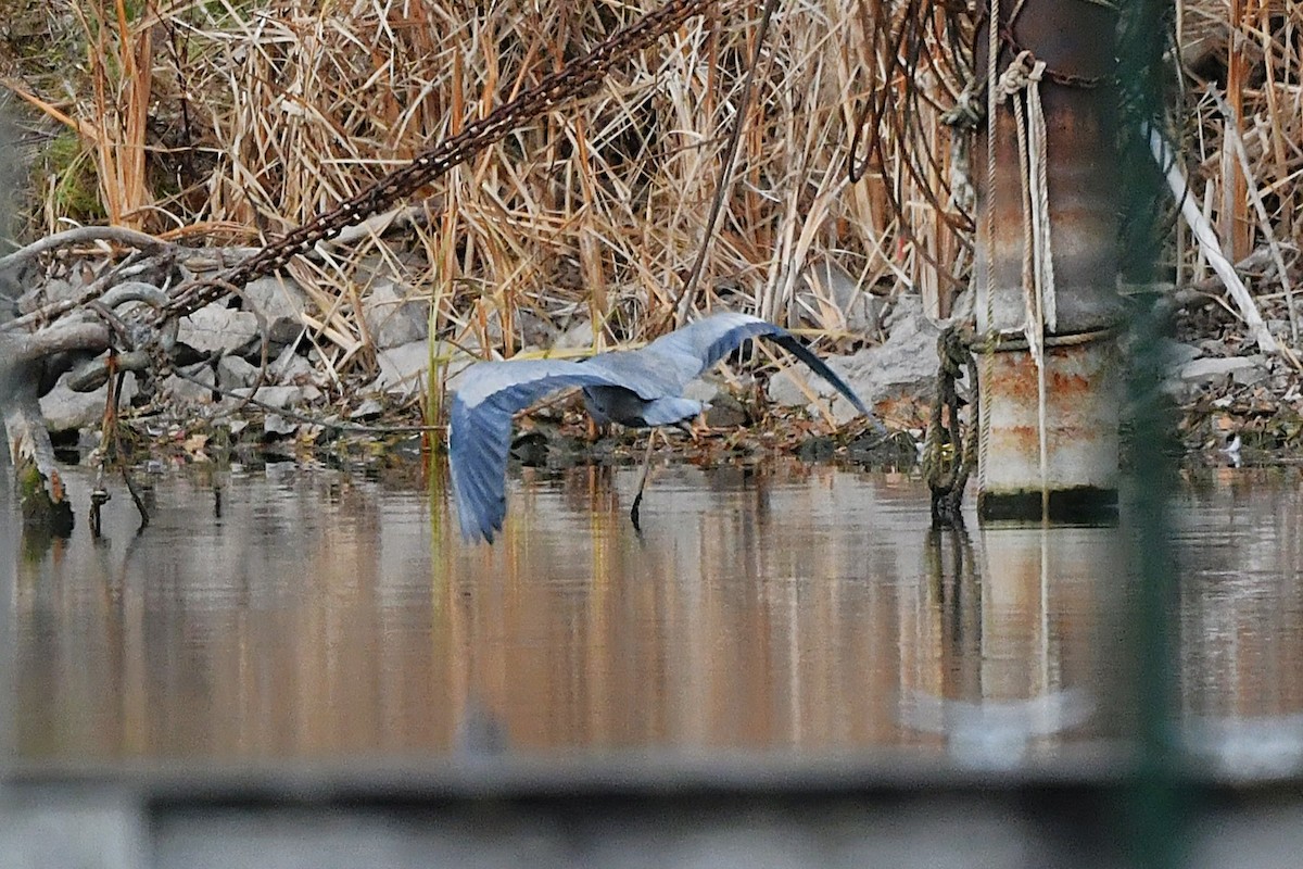 volavka velká - ML646203501