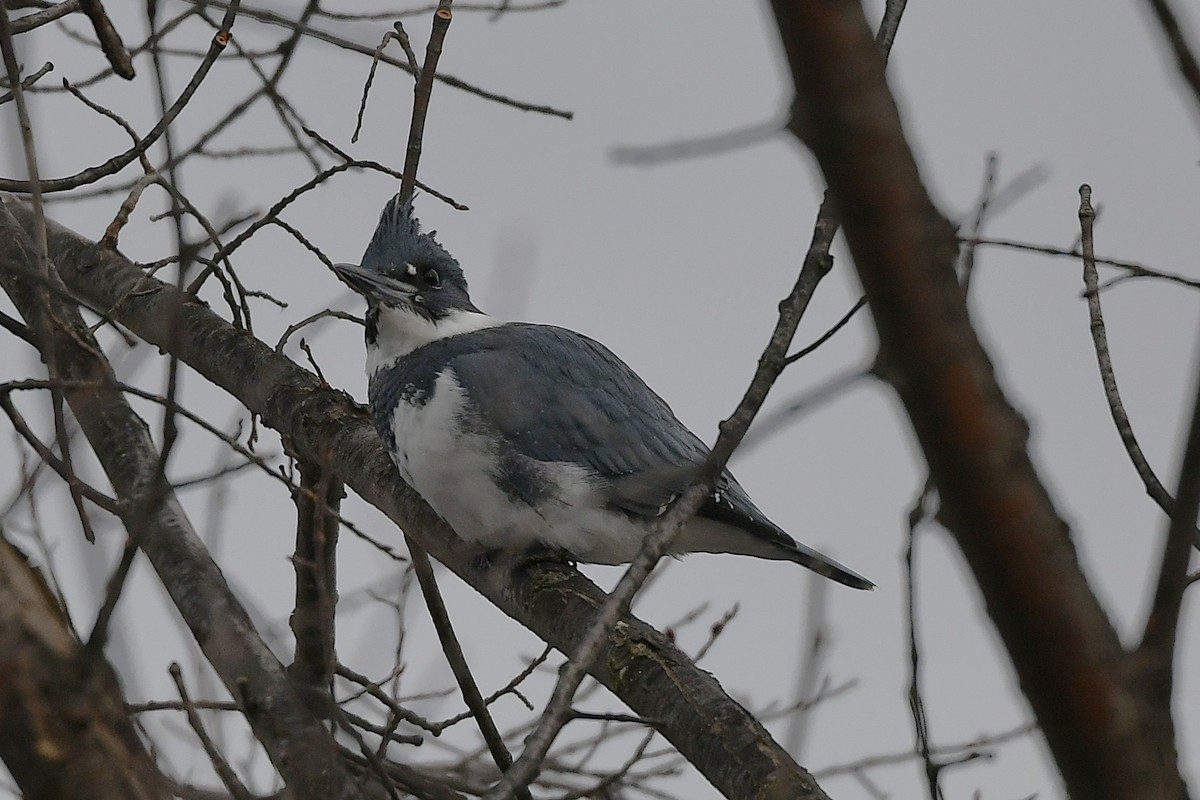 rybařík pruhoprsý - ML646203517