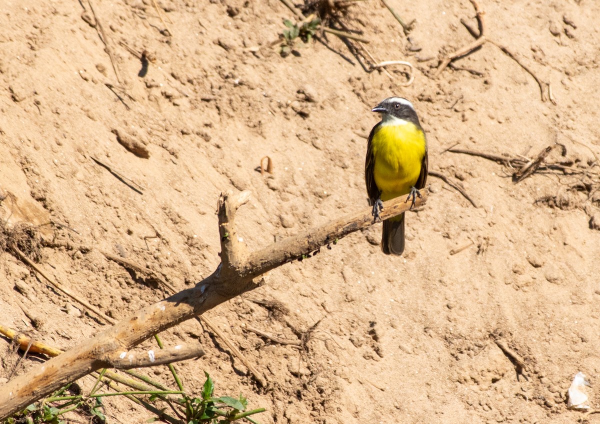 Tyran sociable - ML646203518