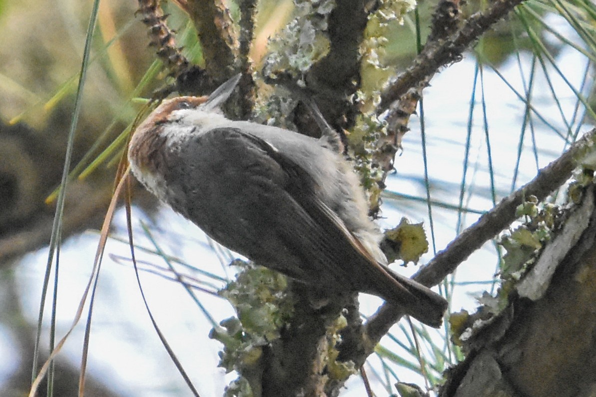 Brown-headed Nuthatch - ML646203521