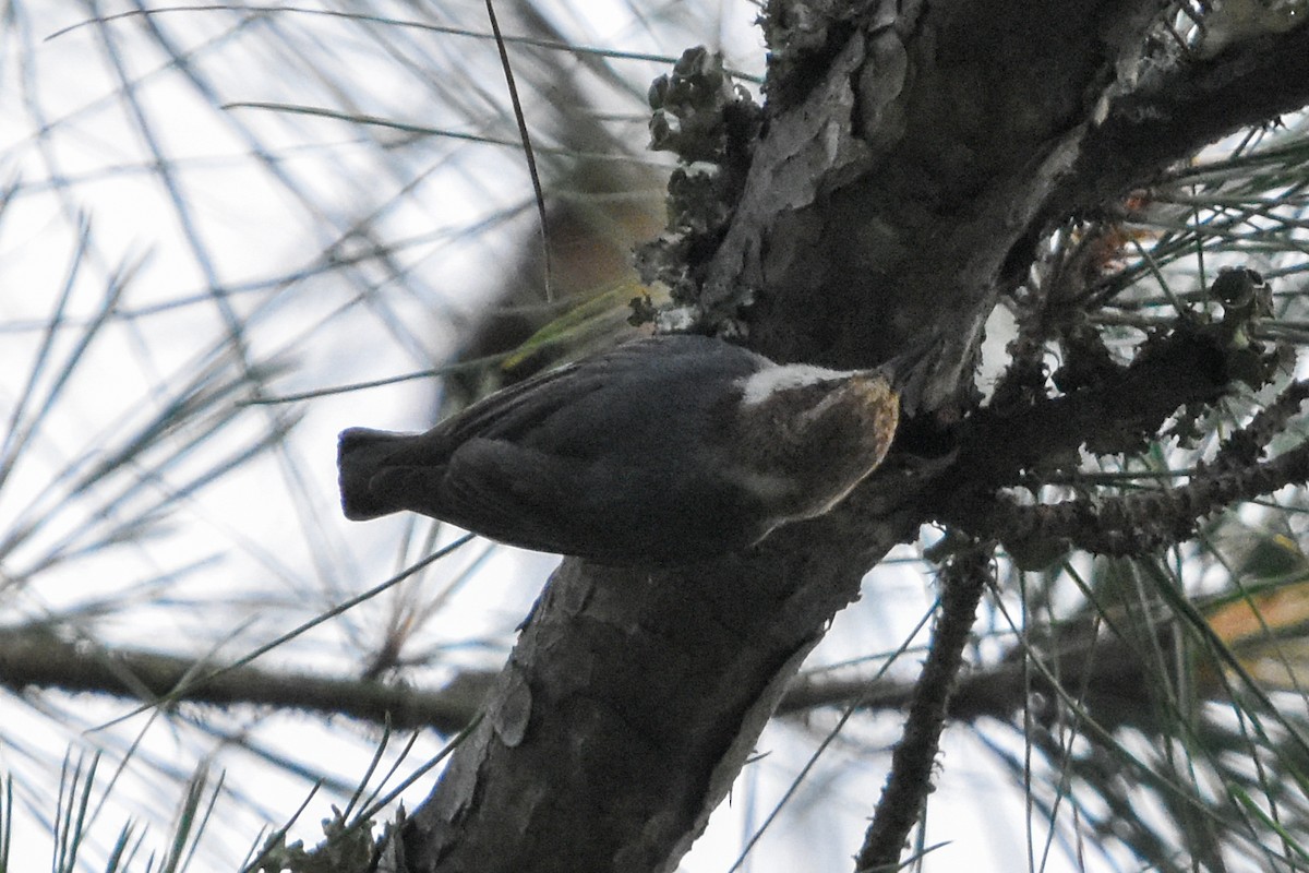 Brown-headed Nuthatch - ML646203522
