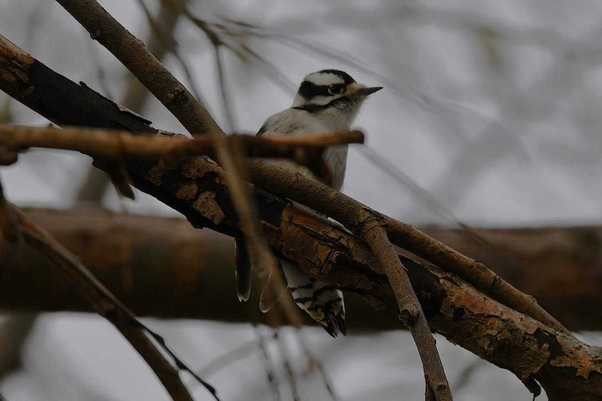 strakapoud osikový - ML646203523