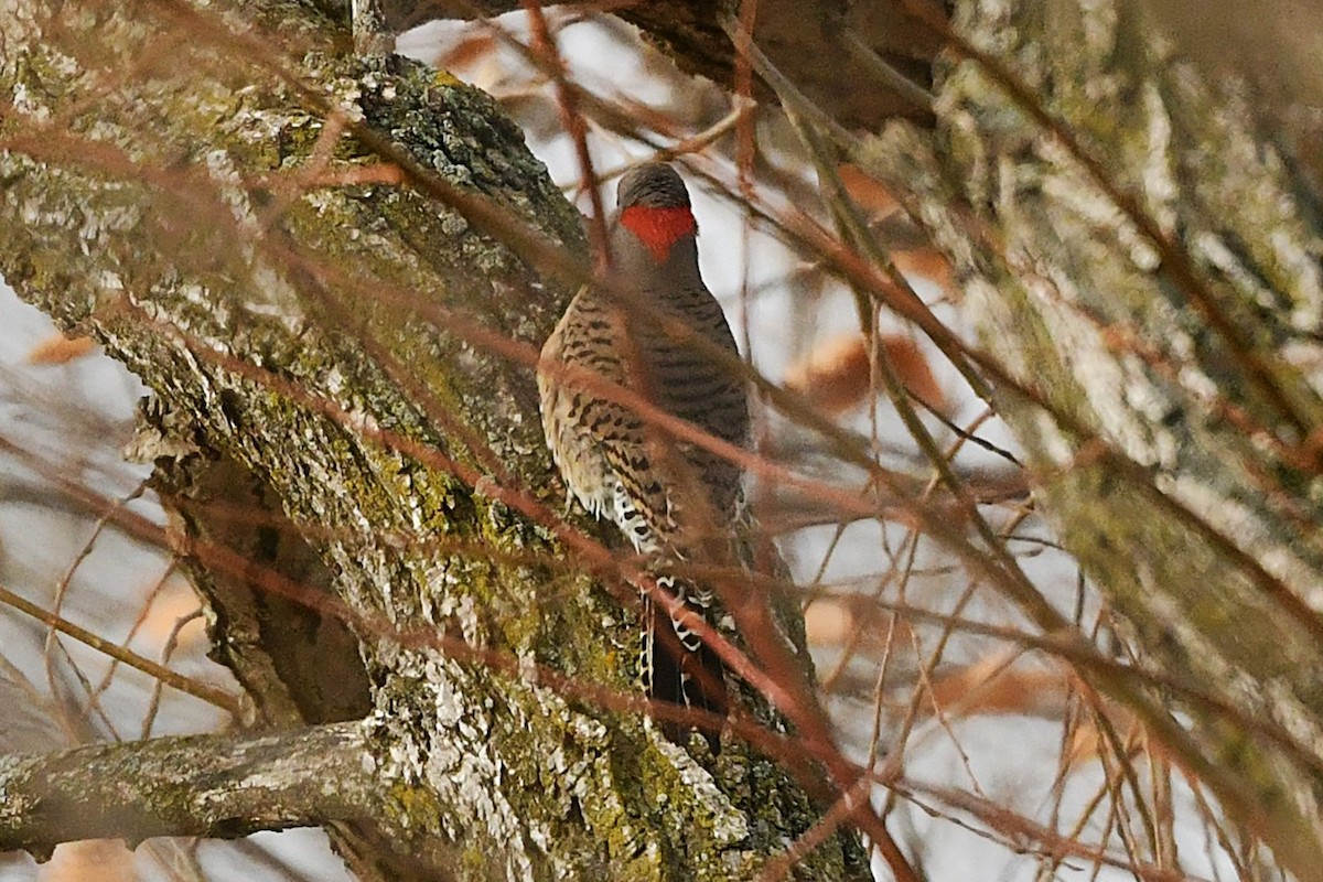 datel zlatý - ML646203527