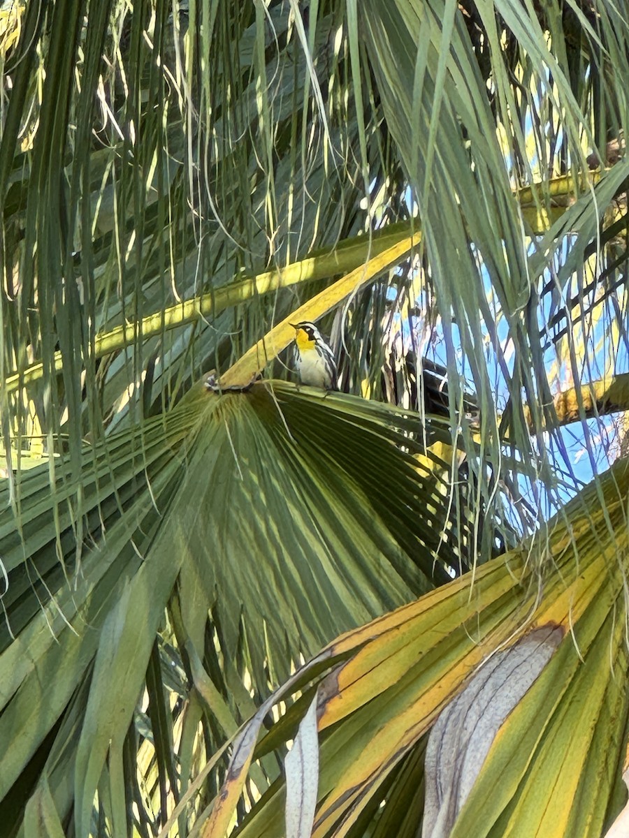 Paruline à gorge jaune - ML646203537