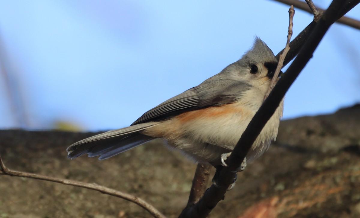 Tufted Titmouse - ML646203540