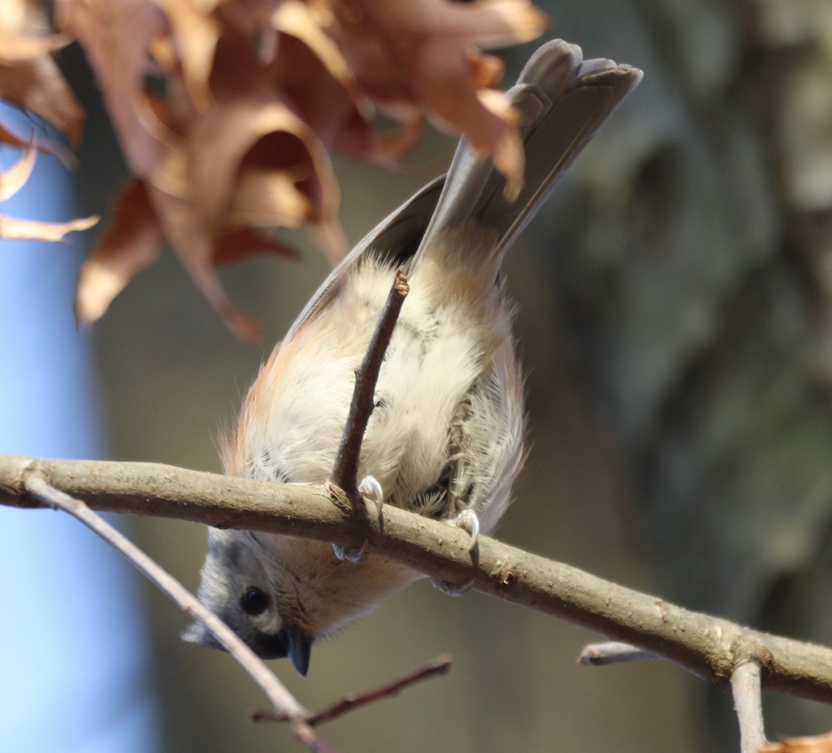 Tufted Titmouse - ML646203541