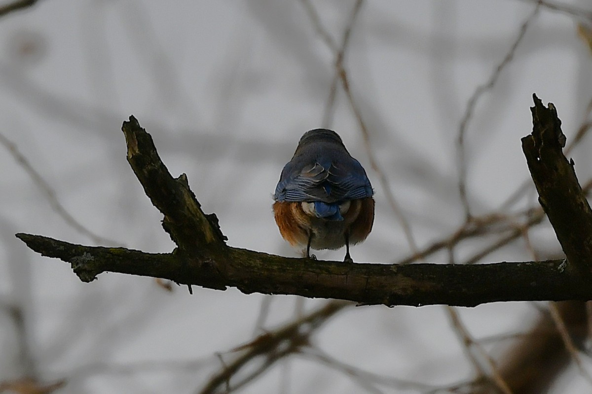 salašník modrý - ML646203542