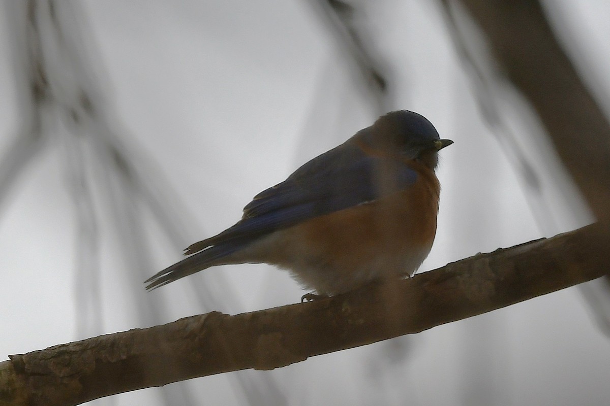 salašník modrý - ML646203543