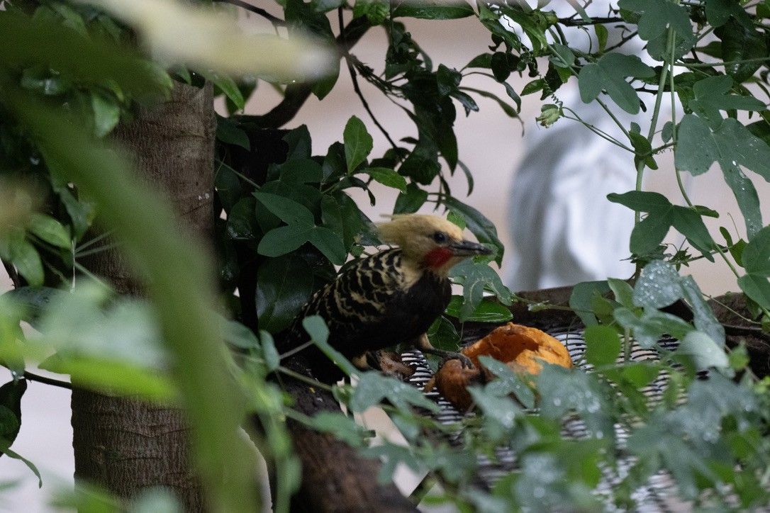 Blond-crested Woodpecker - ML646203546