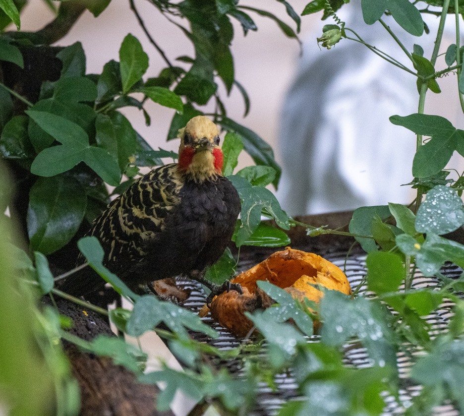 Blond-crested Woodpecker - ML646203547