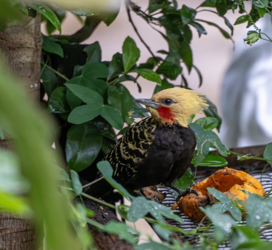 Blond-crested Woodpecker - ML646203548