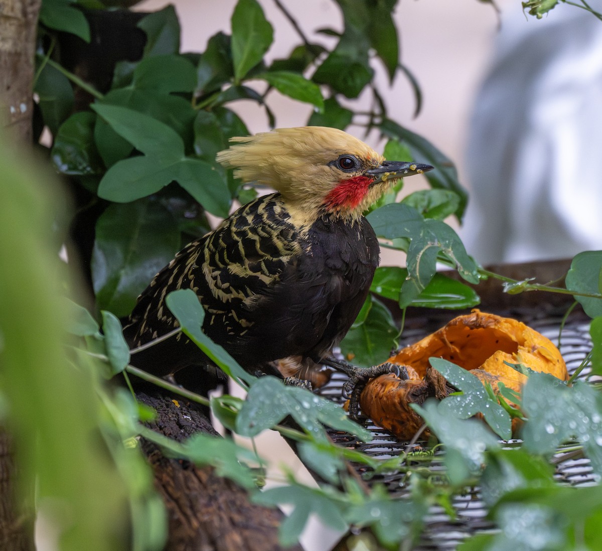 Blond-crested Woodpecker - ML646203553