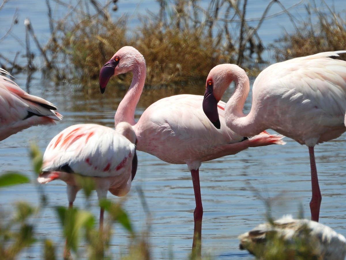 Малый фламинго - ML646203555