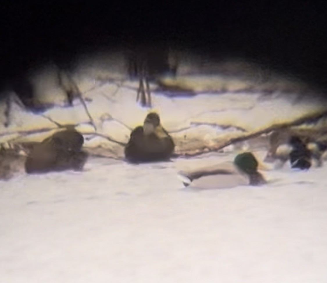 American Black Duck - ML646203557