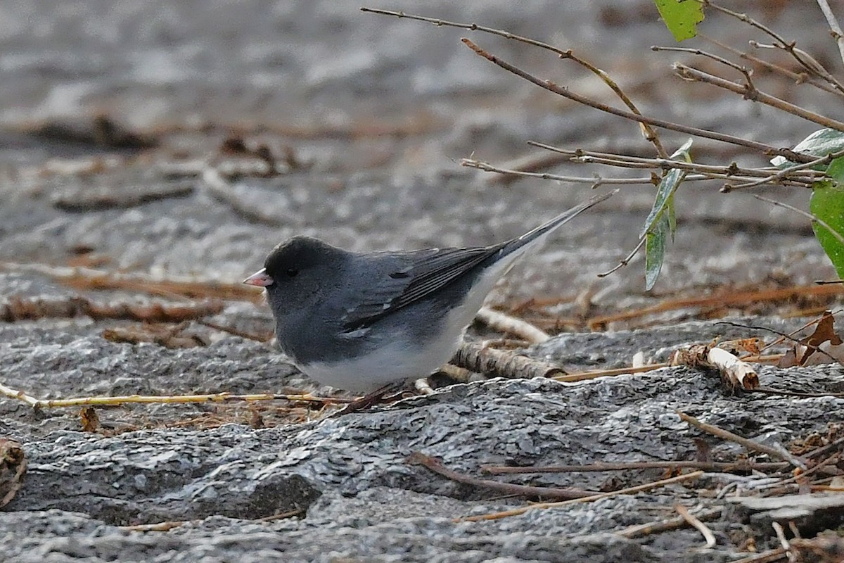 strnadec zimní - ML646203563