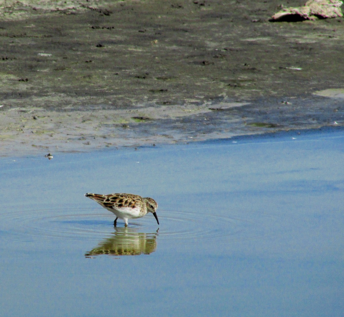 Least Sandpiper - ML646203574