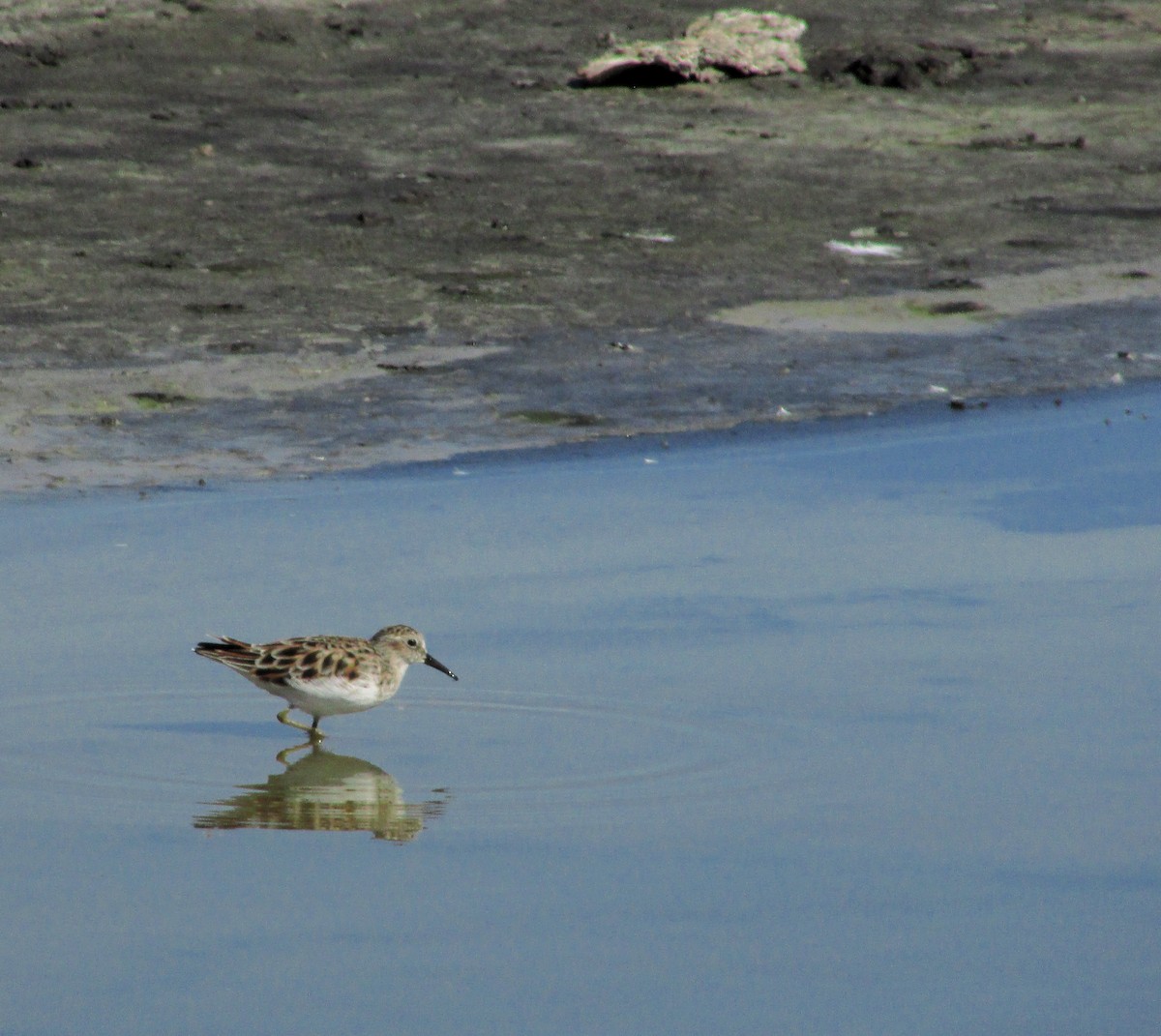 Least Sandpiper - ML646203575