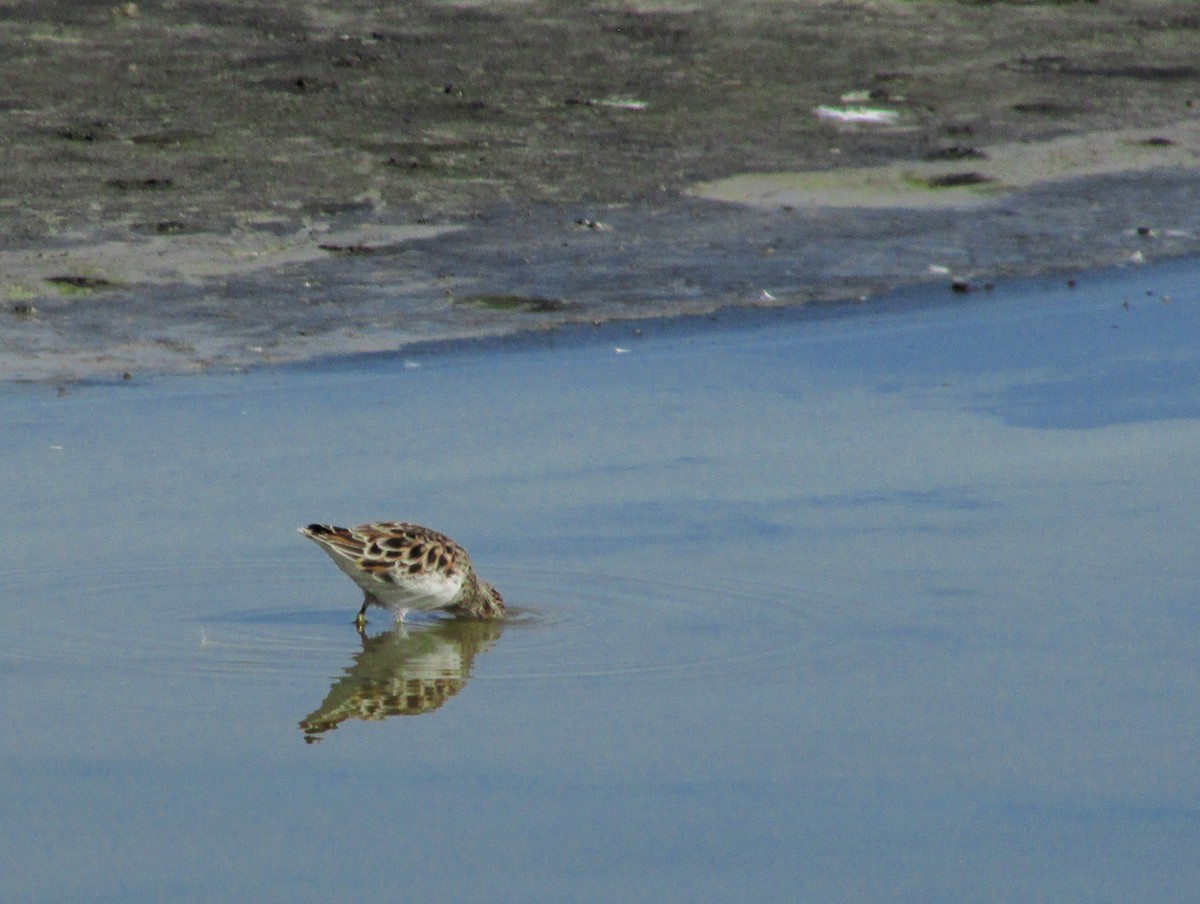 Least Sandpiper - ML646203576