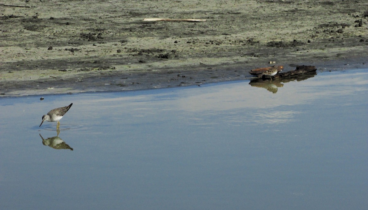 Least Sandpiper - ML646203577