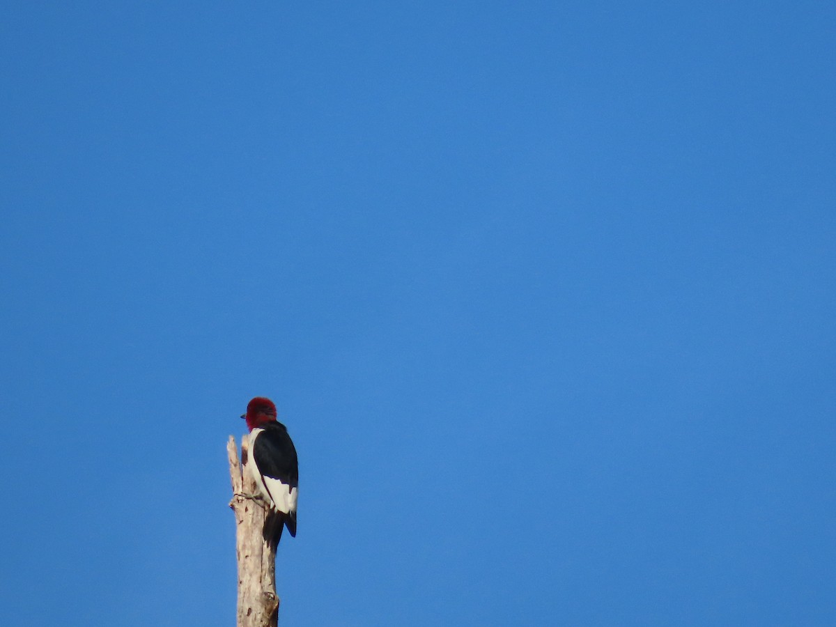 Red-headed Woodpecker - ML646203584