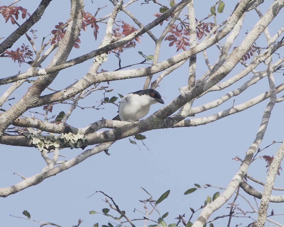 Black-backed Puffback - ML646203586