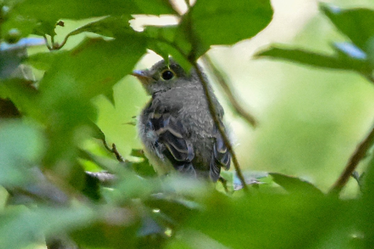 Buchenschnäppertyrann - ML646203587