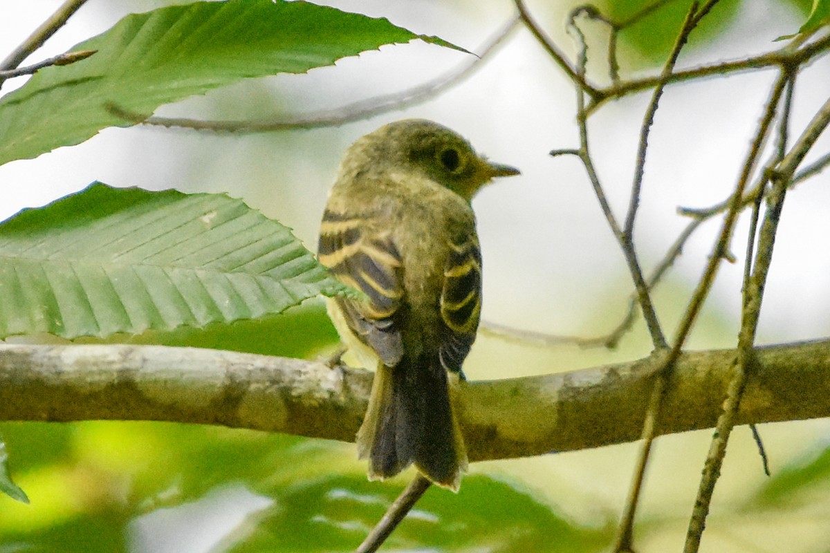 Buchenschnäppertyrann - ML646203588