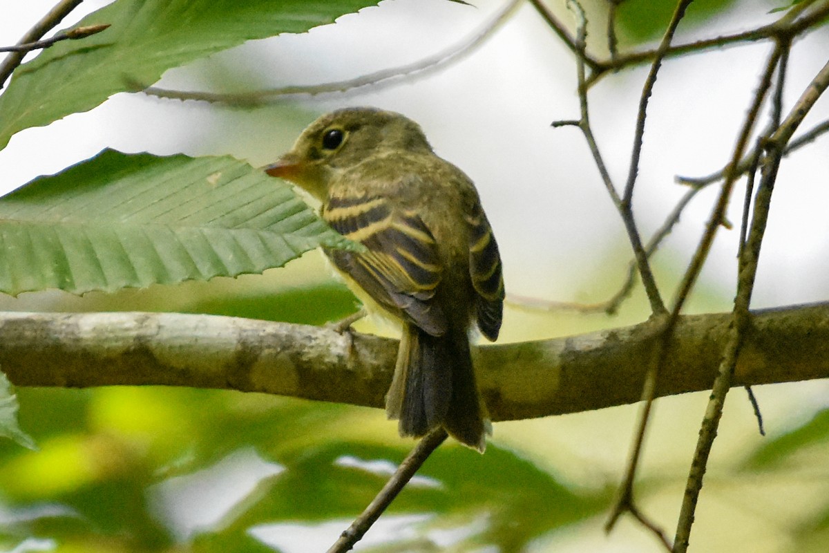 Buchenschnäppertyrann - ML646203589