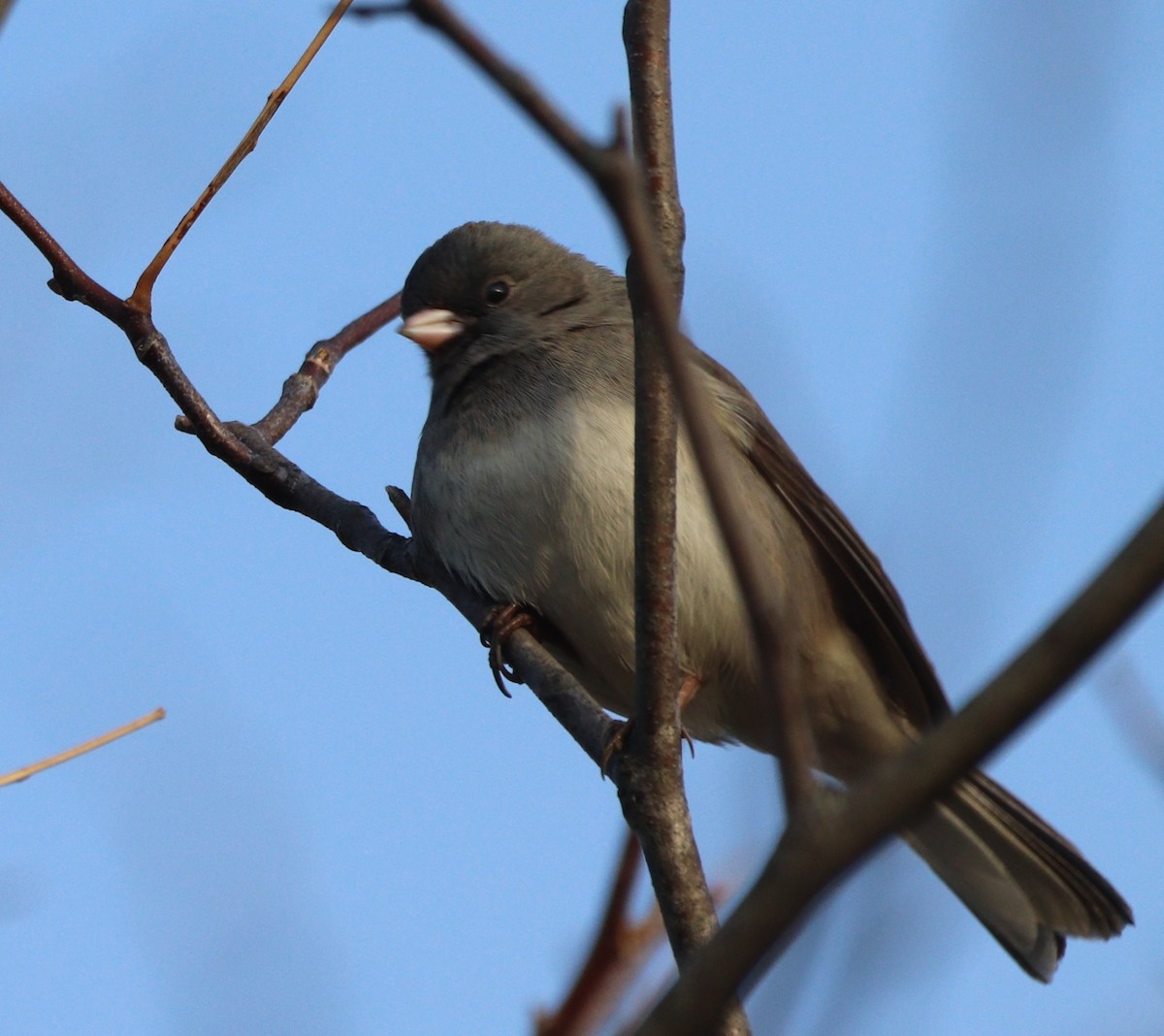 Dark-eyed Junco (Slate-colored) - ML646203598