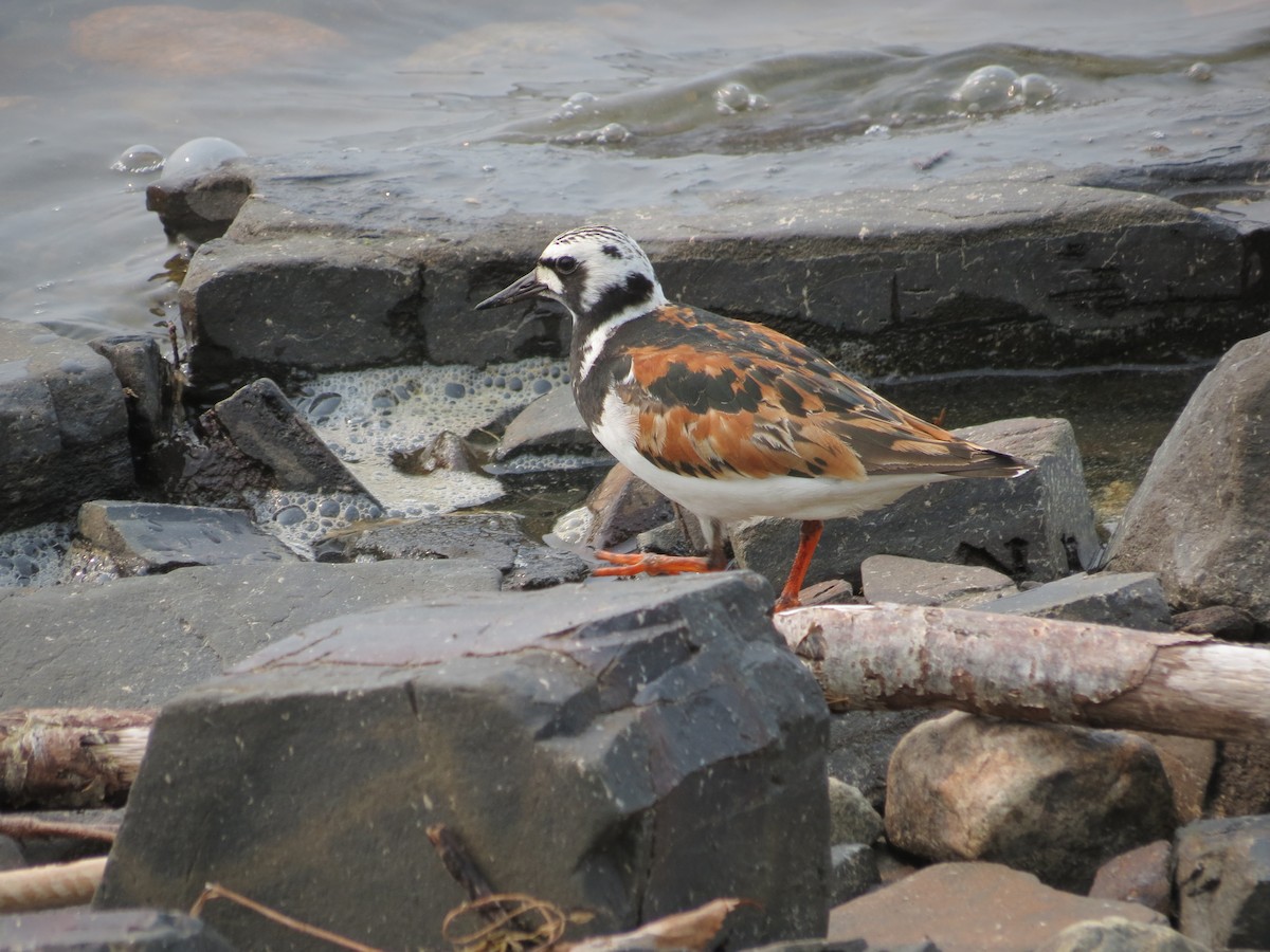 Ruddy Turnstone - ML646203600
