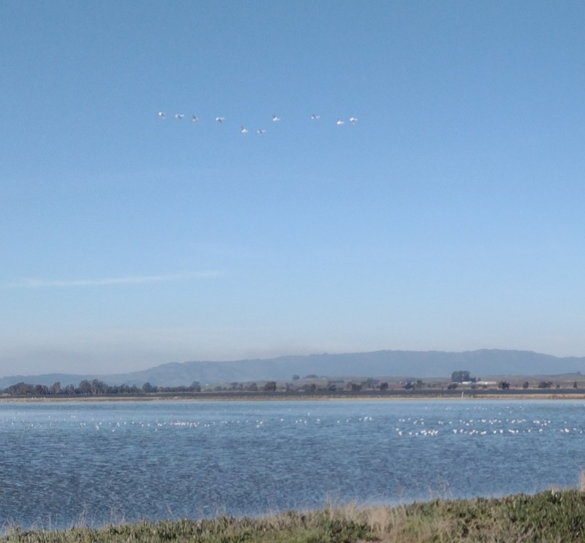 Американский лебедь - ML646203601