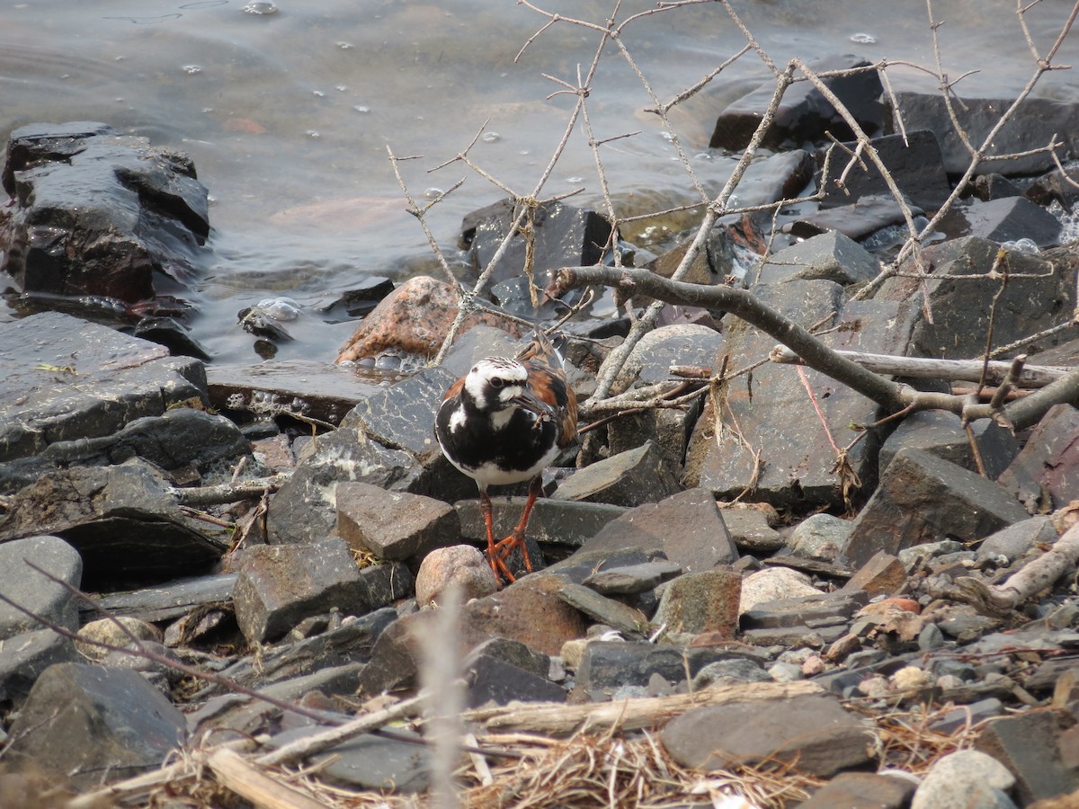 Ruddy Turnstone - ML646203605