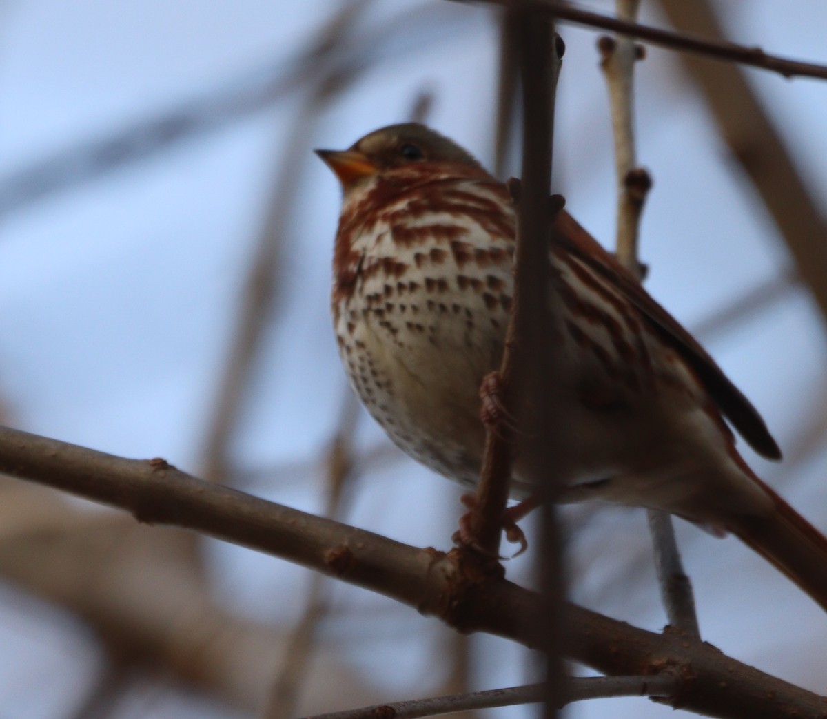 Fox Sparrow (Red) - ML646203620