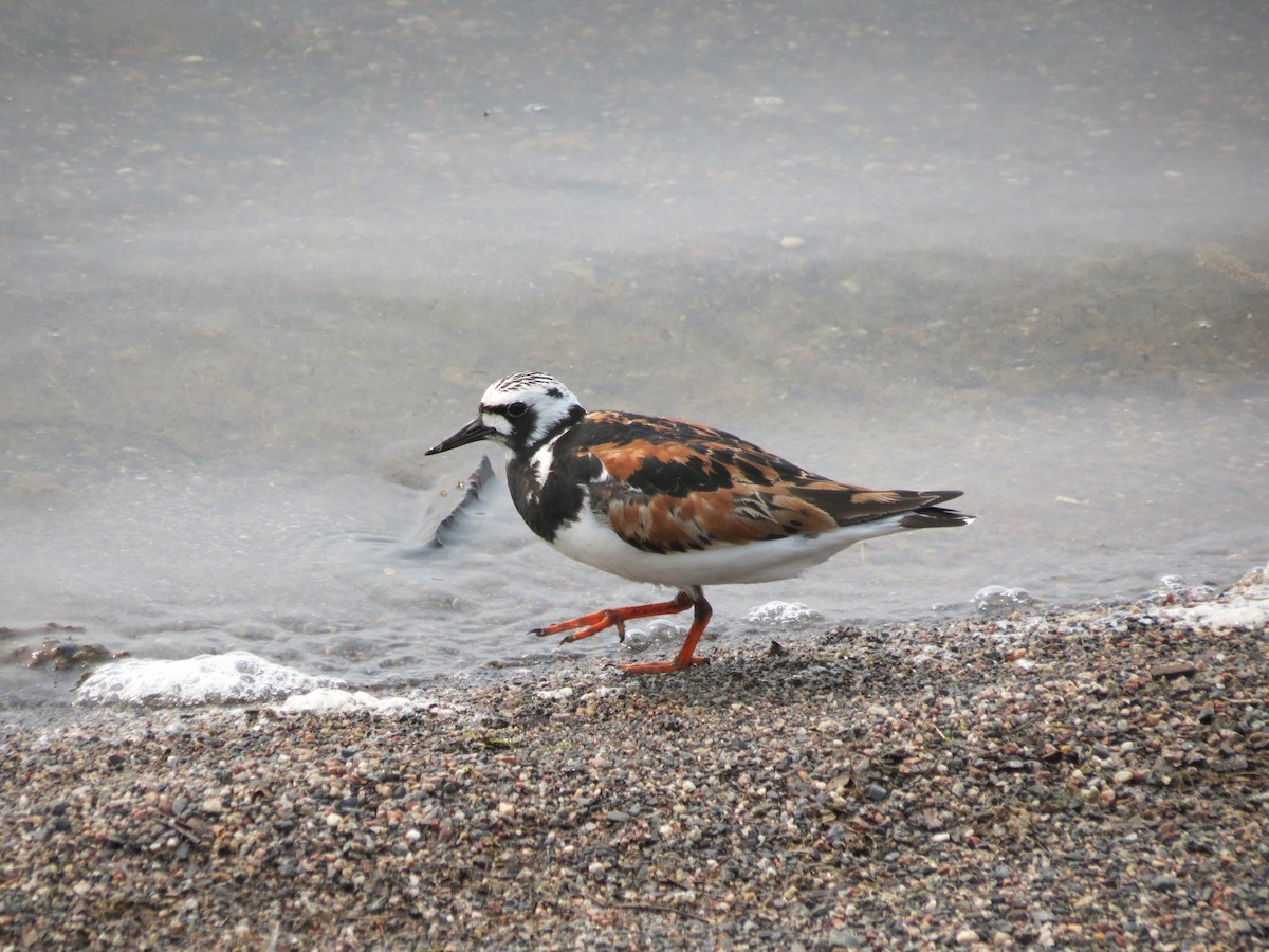 Ruddy Turnstone - ML646203621